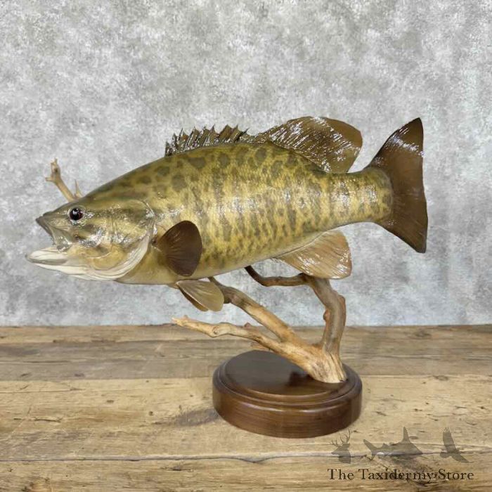 16 Inch Smallmouth Bass Weight Smallmouth Bass Open Edition Print