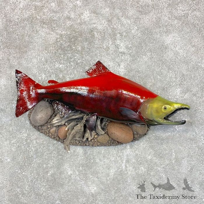 Spawning Phase Sockeye Salmon Taxidermy Mount For Sale