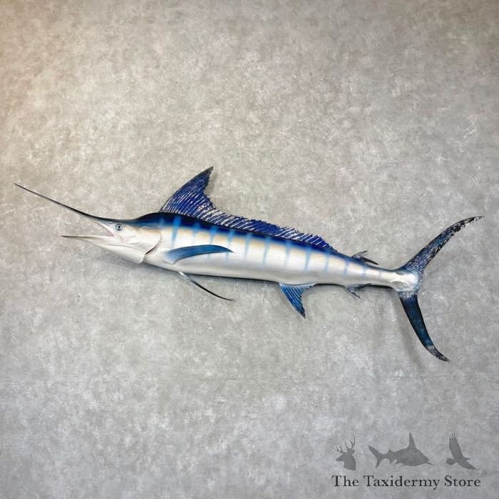 Striped Marlin Fish Mount For Sale #24931 - The Taxidermy Store