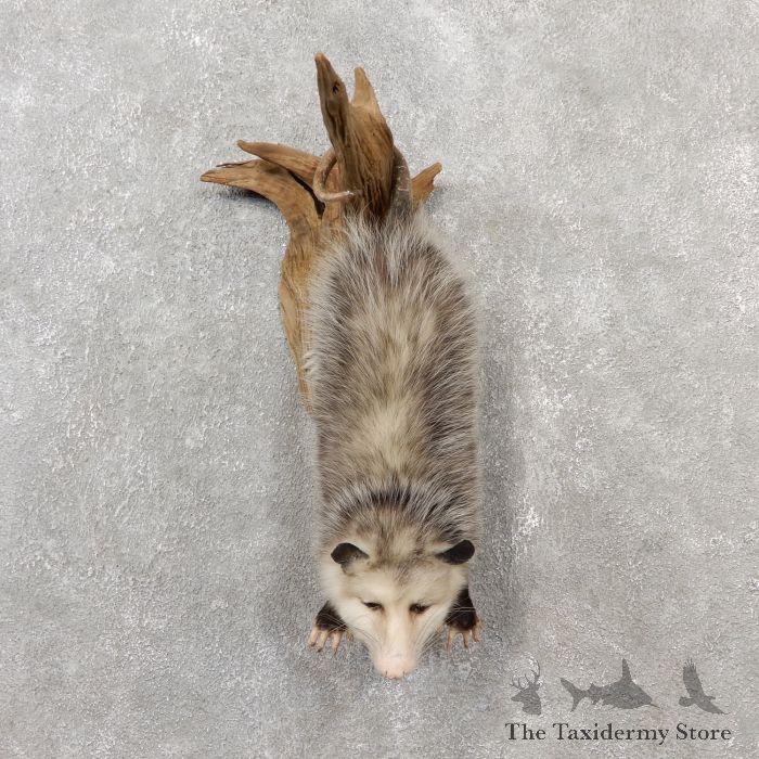 https://thetaxidermystore.com/media/catalog/product/cache/03c89f77de9976628fa4c03b041634f7/w/a/wall_hanging_opossum_mount_for_sale_19075_the_taxidermy_store.jpg