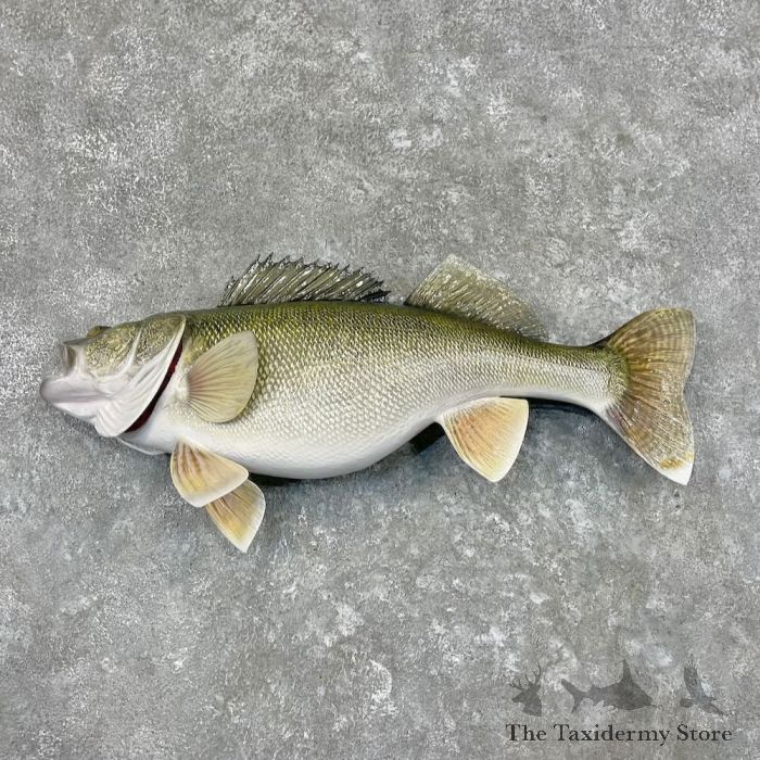 Walleye Fish Mount For Sale #27562 - The Taxidermy Store