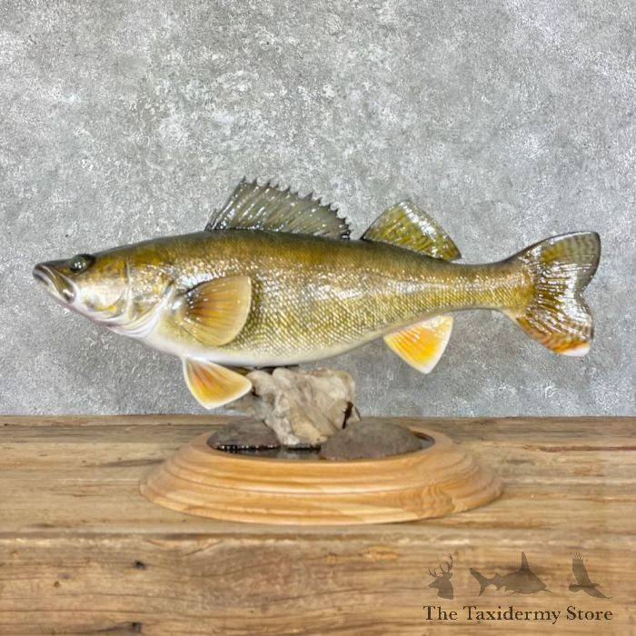 24 Reproduction Walleye Taxidermy Fish Mount For Sale