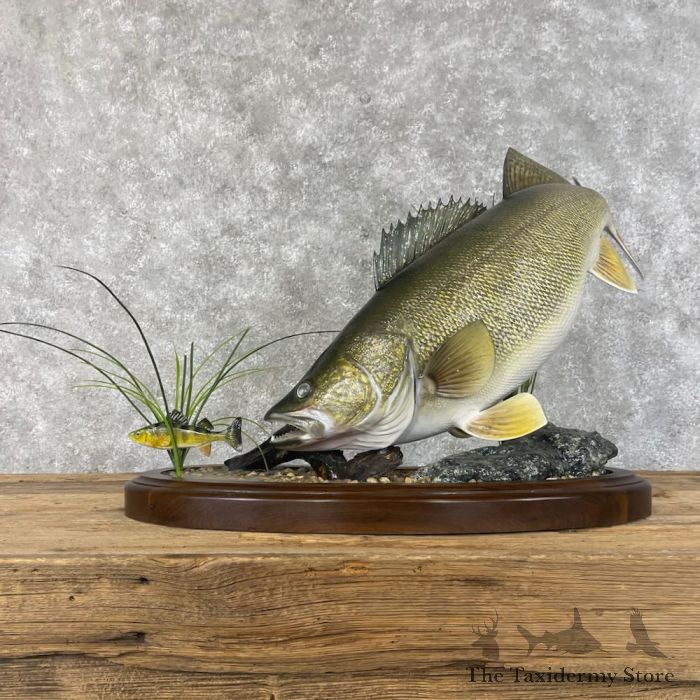 Walleye Taxidermy Fish Mount For Sale #28413 - The Taxidermy Store