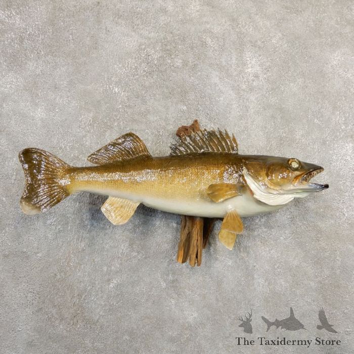 Walleye Taxidermy Fish Mount For Sale #20839 - The Taxidermy Store