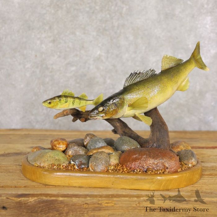 Walleye Taxidermy Fish Mount For Sale #22224 - The Taxidermy Store
