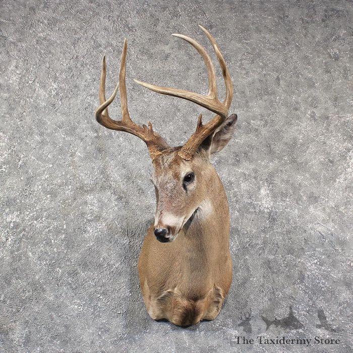 Mule Deer Taxidermy / Mounts? | Hunt Talk