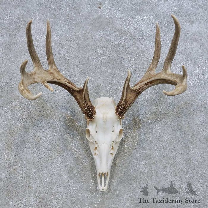 Whitetail Deer Skull European Mount For Sale 14636 The Taxidermy Store