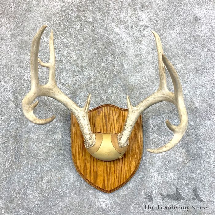 Antler Mounting Plaque  Shop at Whitetail Woodcrafters