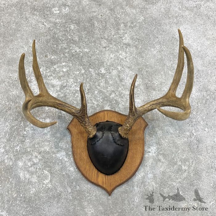 Antler Mounting Plaque  Shop at Whitetail Woodcrafters