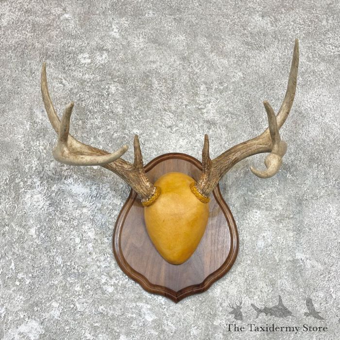 Whitetail Deer Antler Plaque Taxidermy Mount For Sale