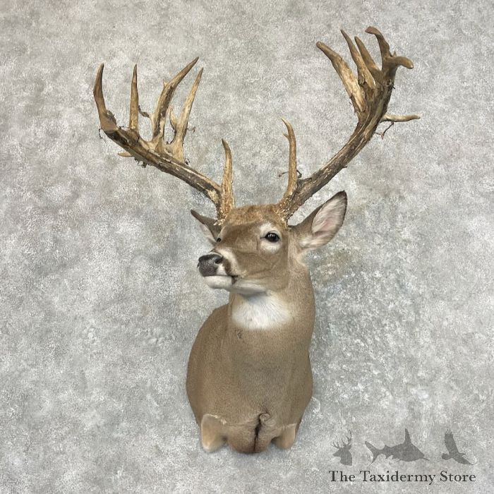 https://thetaxidermystore.com/media/catalog/product/cache/03c89f77de9976628fa4c03b041634f7/w/h/whitetail_deer_shoulder_mount_for_sale_27636_the_taxidermy_store.jpeg
