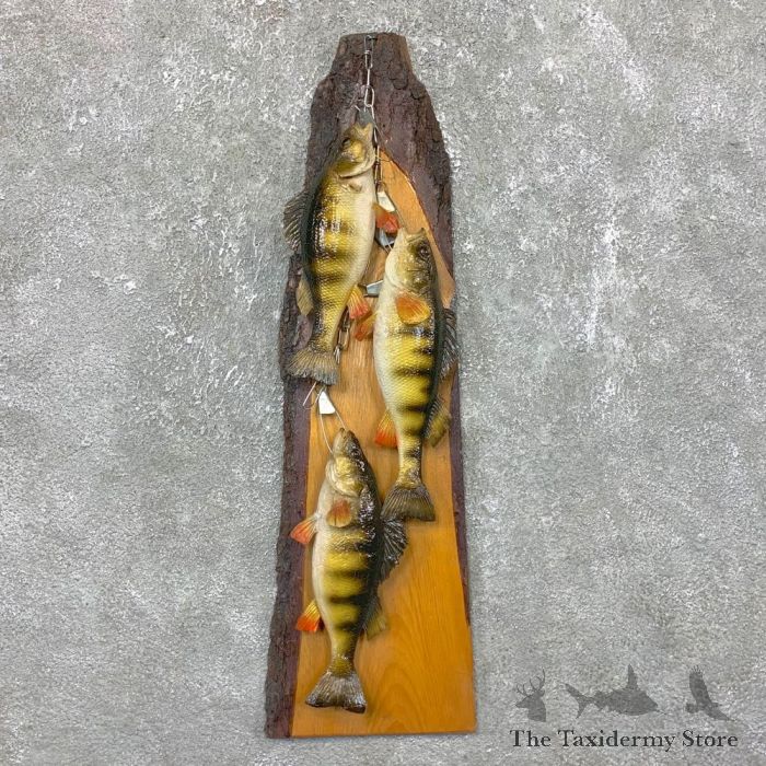 Perch Stringer Freshwater Fish Taxidermy Mount For Sale