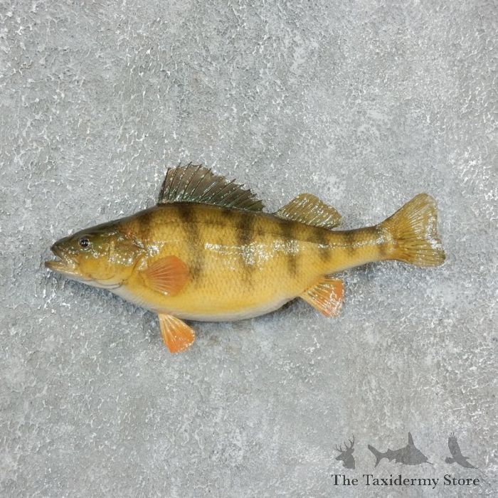 13 INCH YELLOW Perch Taxidermy Fish Mount $68.00 - PicClick