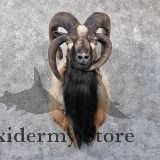Jacobs Four Horn Ram #11792 - The Taxidermy Store