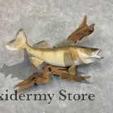 Walleye Taxidermy Fish Mount For Sale #24108 - The Taxidermy Store