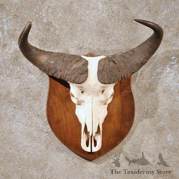 African Cape Buffalo Skull #10006 - The Taxidermy Store