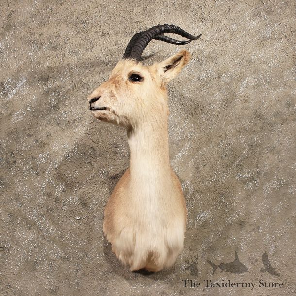 Tibetan Goa Gazelle Shoulder #10022 - The Taxidermy Store
