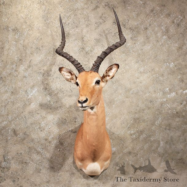 For Sale - African Impala Shoulder Mount#10047 - The Taxidermy Store