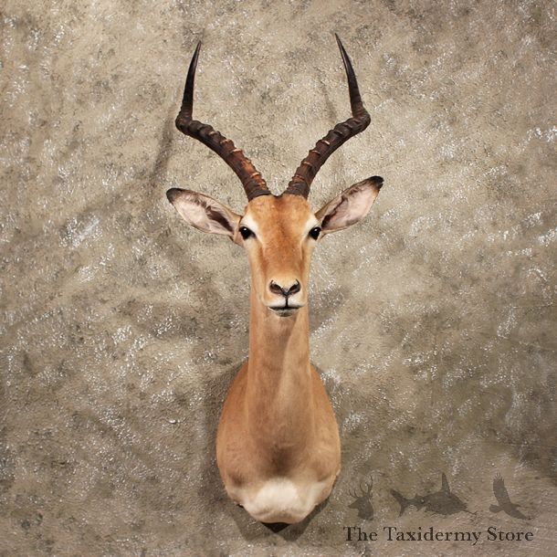 For Sale - African Impala Shoulder Mount#10051 - The Taxidermy Store