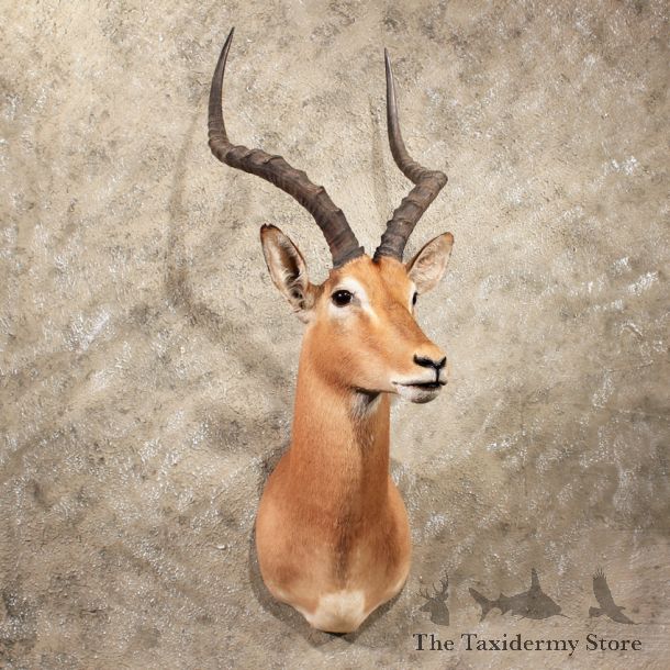 For Sale - African Impala Shoulder Mount#10052 - The Taxidermy Store