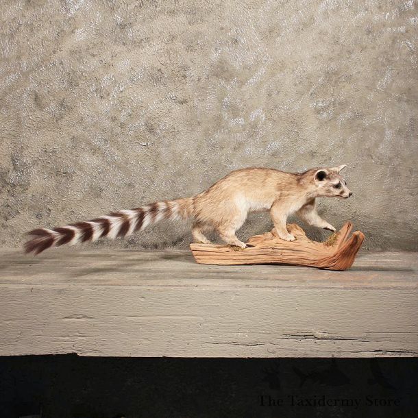 For Sale - Ring-Tailed Cat Mount #10057 - The Taxidermy Store