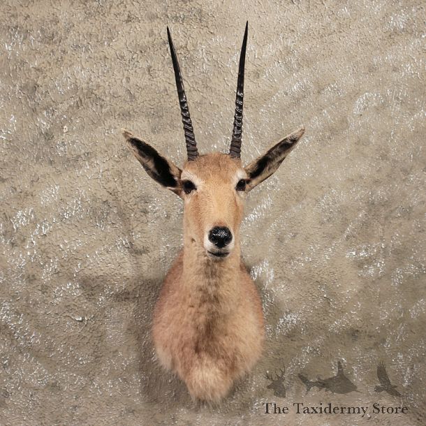 For Sale - African Vaal Rhebok Mount #10075 - The Taxidermy Store