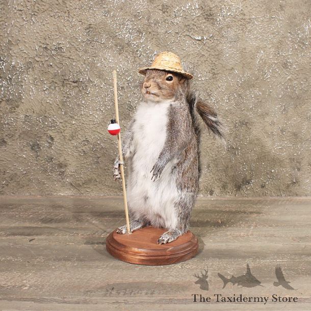 Novelty Gray Squirrel Taxidermy Mount For Sale