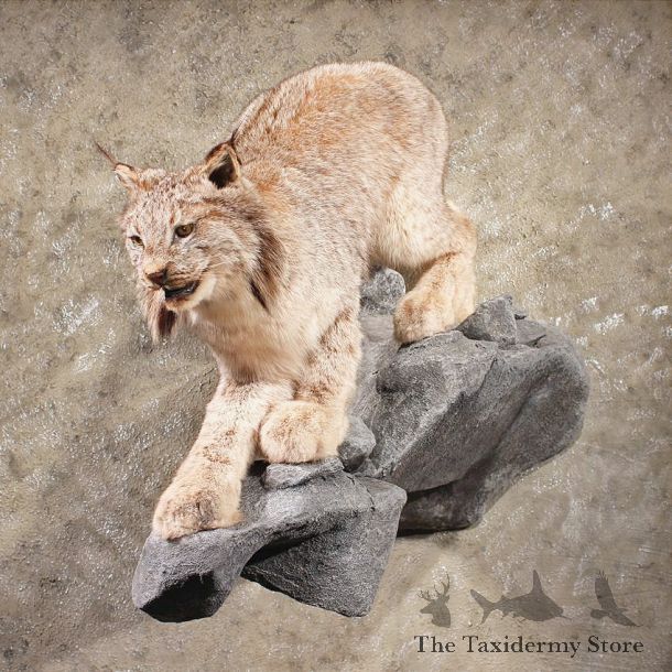 For Sale - Alaskan Lynx Laying Mount #10100 - The Taxidermy Store