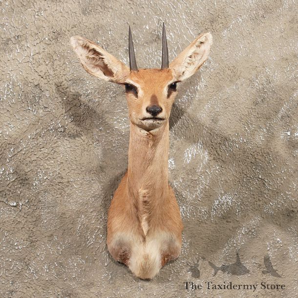 For Sale - African Steenbok Mount #10127 - The Taxidermy Store