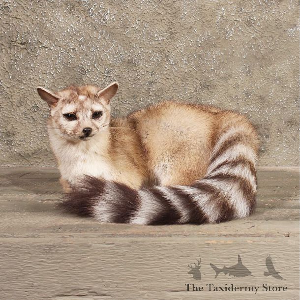 For Sale - Ring-Tailed Cat Mount #10175 - The Taxidermy Store