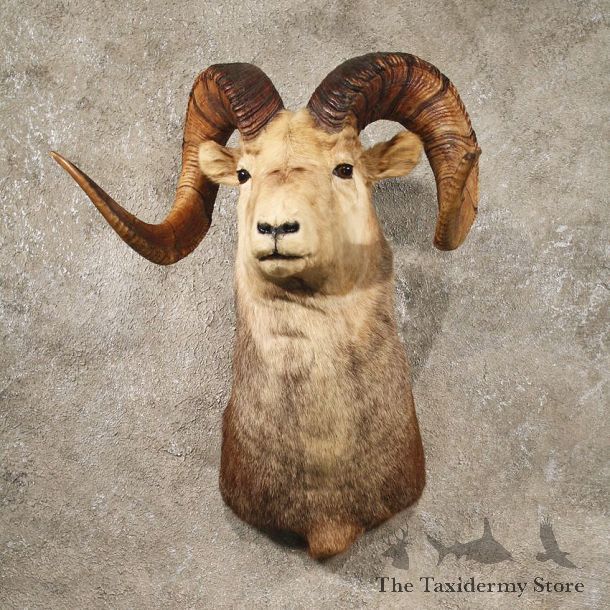Stone Sheep Shoulder Mount #10252 - The Taxidermy Store