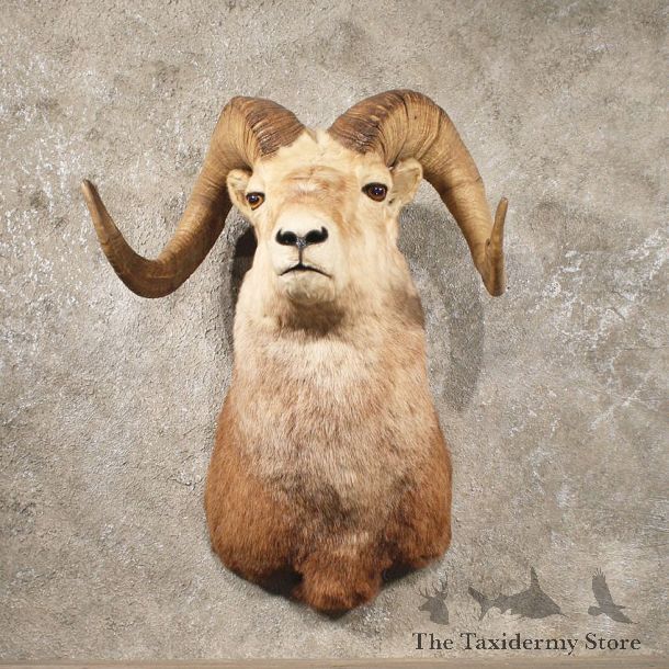 Stone Sheep Shoulder Mount #10253 - The Taxidermy Store