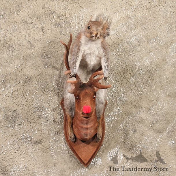 Novelty Reindeer Grey Squirrel #10265 - The Taxidermy Store