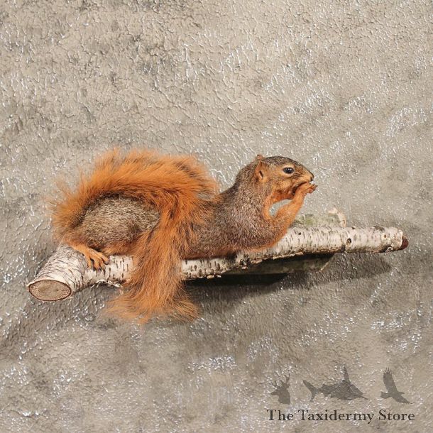 Fox Squirrel Mount #10279 - The Taxidermy Store