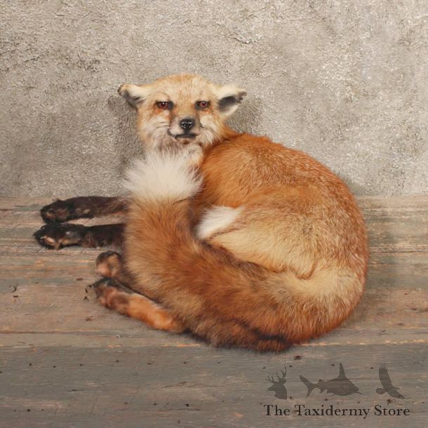 Red Fox Laying Life Size Taxidermy Mount For Sale