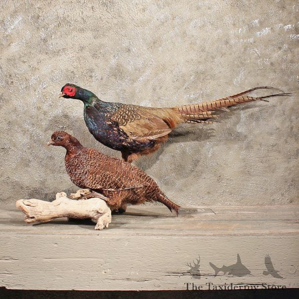 Ringneck Pheasant Mount Pair #10327 - The Taxidermy Store