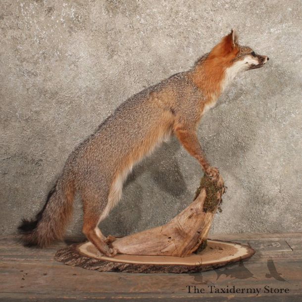 Gray (Grey) Fox Life Size Standing Taxidermy Mount For Sale