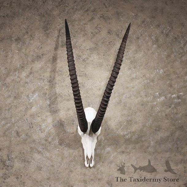 African Sable Skull #10396 - The Taxidermy Store