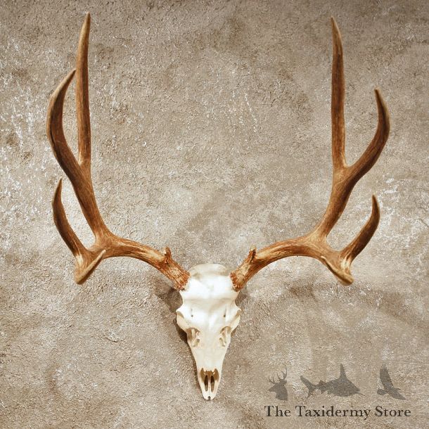 Mule Deer Antler Mount #10398 - The Taxidermy Store