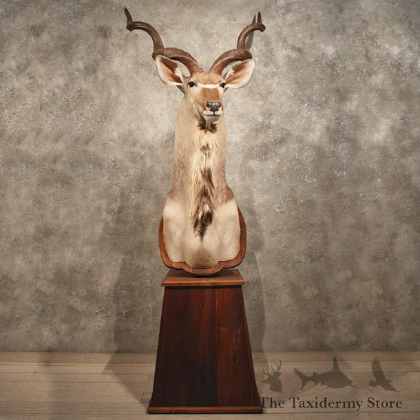 African Greater Kudu Mount #10414 - The Taxidermy Store