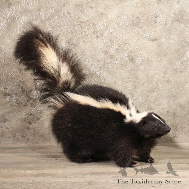 Standing Striped Skunk Mount #10461 - The Taxidermy Store