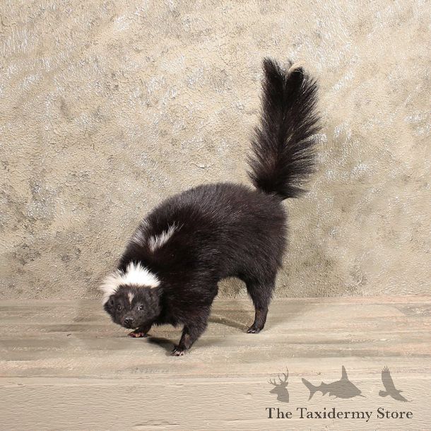 Standing Striped Skunk Mount #10463 - The Taxidermy Store