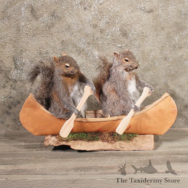 Novelty Canoe Grey Squirrels Taxidermy Mount For Sale