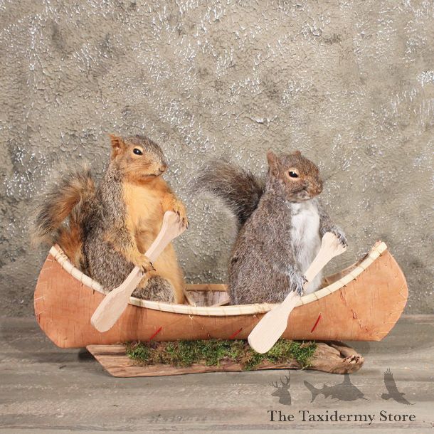 Novelty Grey Squirrel Mount #10469 - The Taxidermy Store