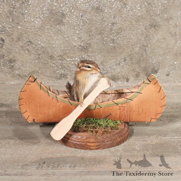 Novelty Canoe Chipmunk Mount #10470 - The Taxidermy Store