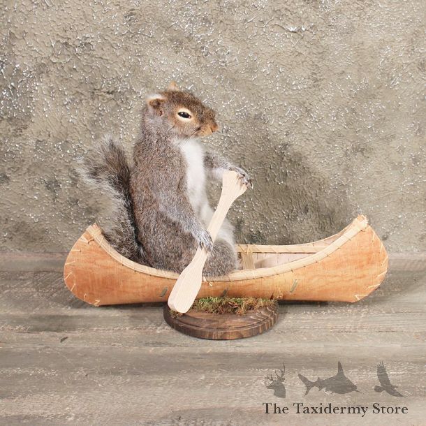 Novelty Canoe Grey Squirrel #10483 - The Taxidermy Store