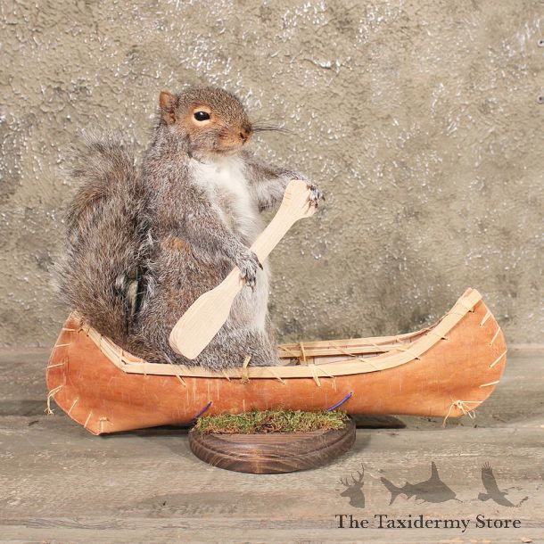 Novelty Canoe Grey Squirrel #10484 - The Taxidermy Store