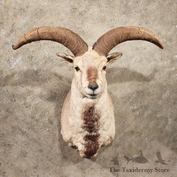 Himalayan Bharal Sheep For Sale #10506 @ The Taxidermy Store