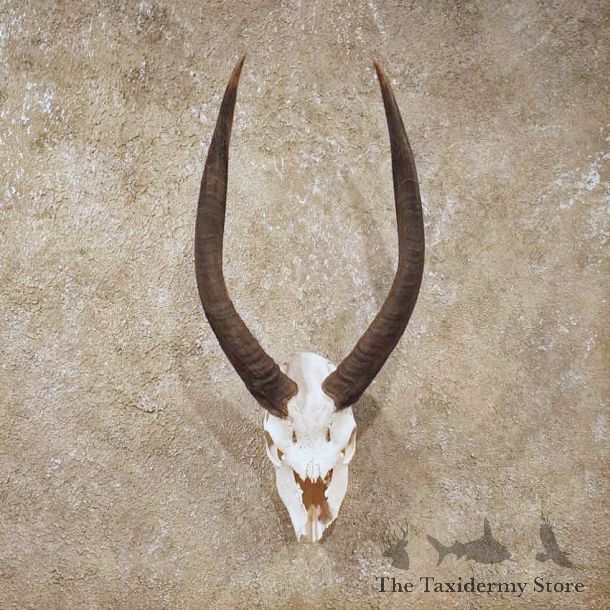 African Nyala European Skull #10520 - The Taxidermy Store