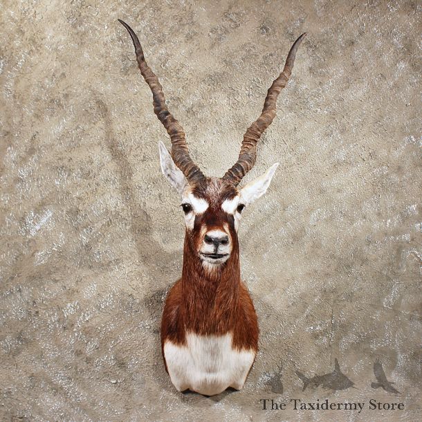 For Sale - India Blackbuck Shoulder Mount #10562 - The Taxidermy Store